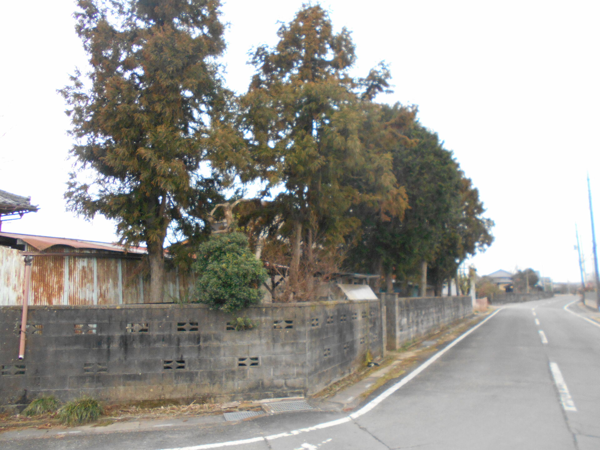 坂戸市　H邸 ヒノキ伐採工　before